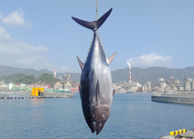 豊後まぐろ ヨコヅーナ 大分県津久見市の株式会社兵殖 ひろびろいけすぶり の公式ホームページ