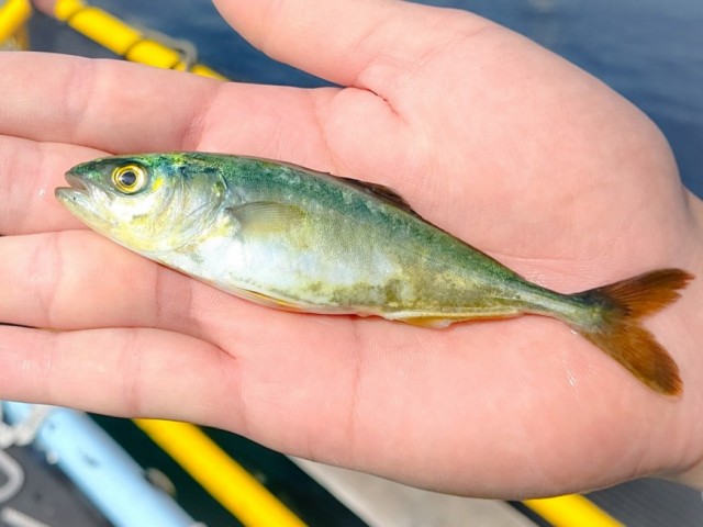 養殖ブリが育つまで 大分県津久見市の株式会社 兵殖 ひろびろいけすぶり 豊後まぐろ ヨコヅーナ の公式ホームページ