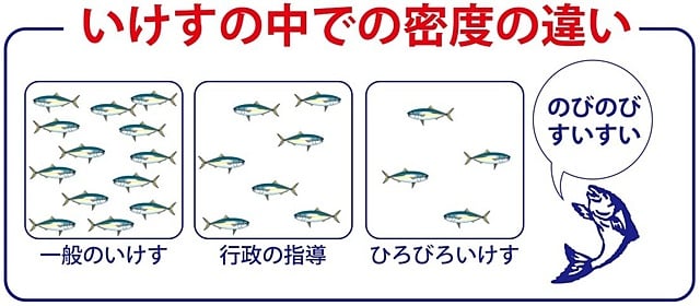 ひろびろいけすぶり｜大分県津久見市の株式会社 兵殖～ひろびろいけすぶり・豊後まぐろ ヨコヅーナ～の公式ホームページ